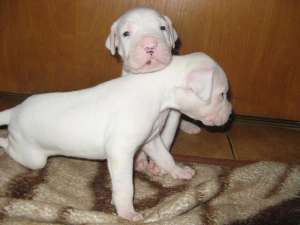 Vand puii de dog argentinian!