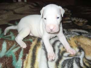 Vand puii de dog argentinian!