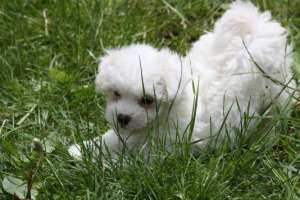 Pui Bolognese Bichon - femela