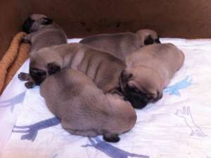 Vand pui mops