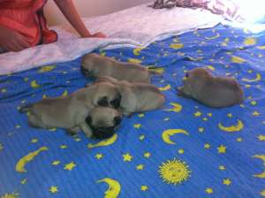 Vand pui mops