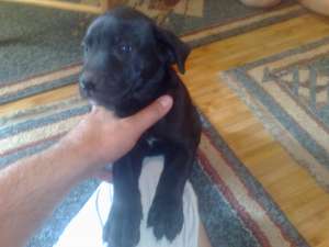 vand catei cane corso