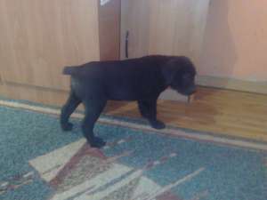 vand catei cane corso