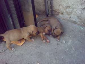 Vand pui Amstaff cu parinti de exceptie (pedigree)