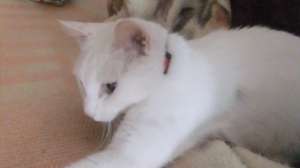 OFER UNUI IUBITOR DE ANIMALE O PISICA ALBA IN VARSTA DE 3ANI
