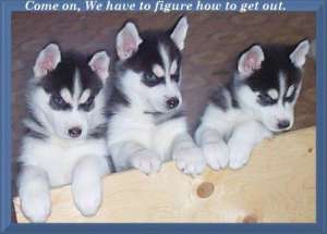 Amazing pui Husky pentru vanzar