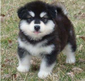 Amazing pui Husky pentru vanzar
