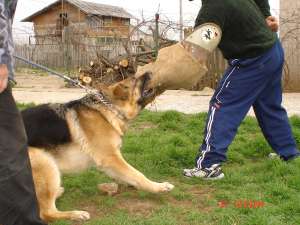 DRESAJ SI PENSIUNE CANINA PLOIESTI