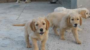 pui golden ritriver 2 luni