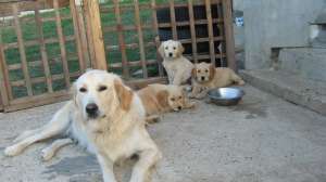 pui golden ritriver 2 luni
