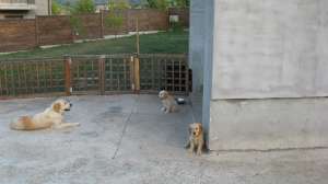 pui golden ritriver 2 luni