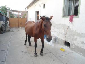 vand urgent  iapa blanda invatata la caruta varsta 10 ani