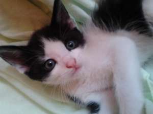 Ofer spre adoptie pisica