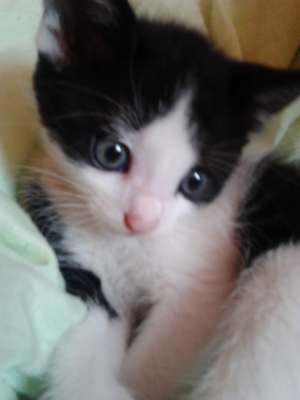 Ofer spre adoptie pisica
