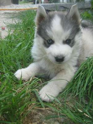 vand mascul  husky
