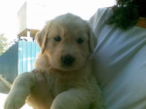 Vand pui golden retriever