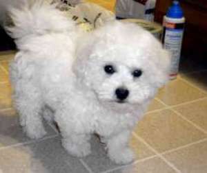 bichon frize albi *****n