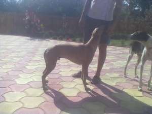 vand ogar