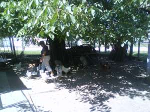 VAND CASA DIOSIG SAU SCHIMB CU APARTAMENT IN ORADEA