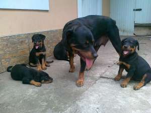 Vand 3 femele  rottweiler