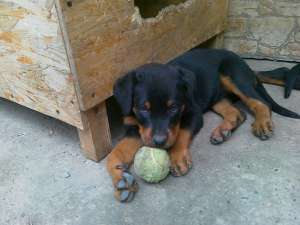 Vand 3 femele  rottweiler