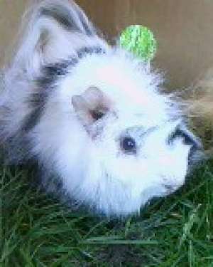 vand porcusor de guinea