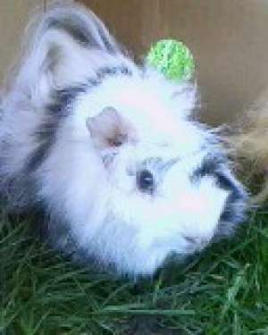 vand porcusor de guinea