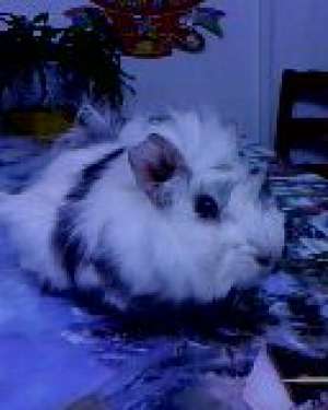 vand porcusor de guinea