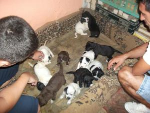 Ofer spre adoptie