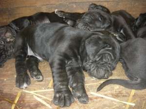CANE CORSO de vanzare
