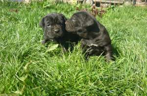 CANE CORSO de vanzare