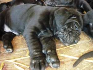 CANE CORSO de vanzare