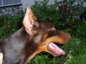 Dobermann  Exceptional