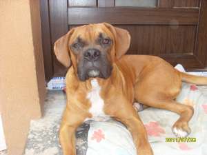 Vand Boxer exceptional