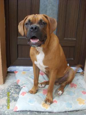 Vand Boxer exceptional