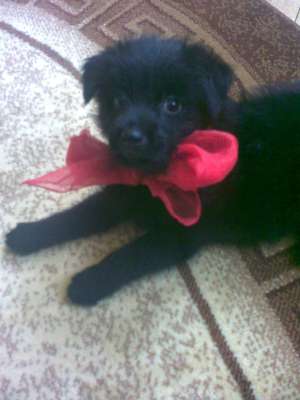 donez catel de 4 luni corcitura de bichon