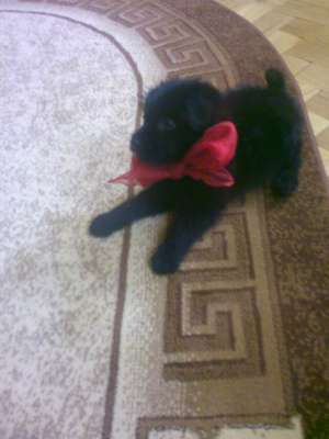 donez catel de 4 luni corcitura de bichon