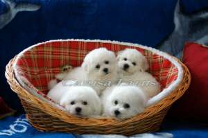 Vand Bichon Frise cu pedigree