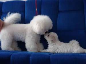 Vand Bichon Frise cu pedigree