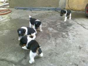 vand pui fox terrier