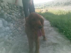 Vand femela Coker Spaniol
