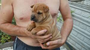 Vand pui shar pei