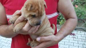 Vand pui shar pei