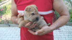 Vand pui shar pei