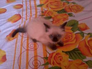 vand un pui birmanez