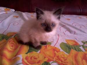 vand un pui birmanez