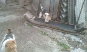 fox terrier