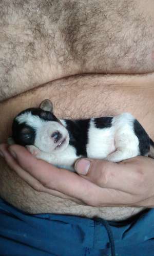 fox terrier