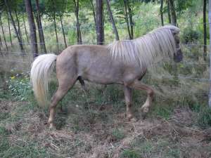 VAND PONEY,  ARMASAR