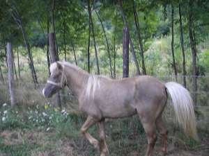 VAND PONEY,  ARMASAR